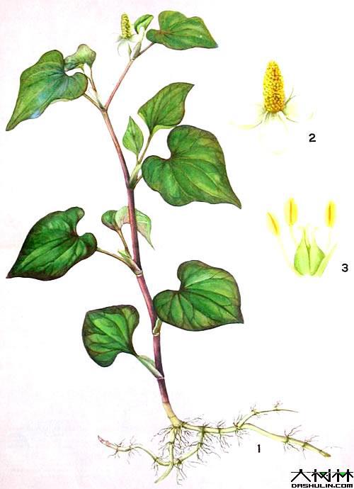 魚腥草(cǎo)1.jpg